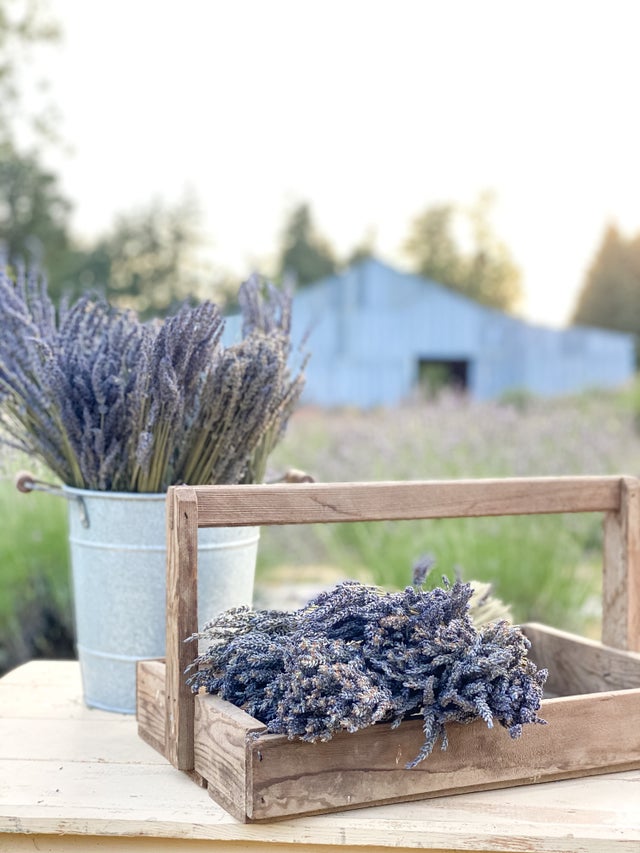 Dried English Lavender Bundles – Stark Lavender Fields