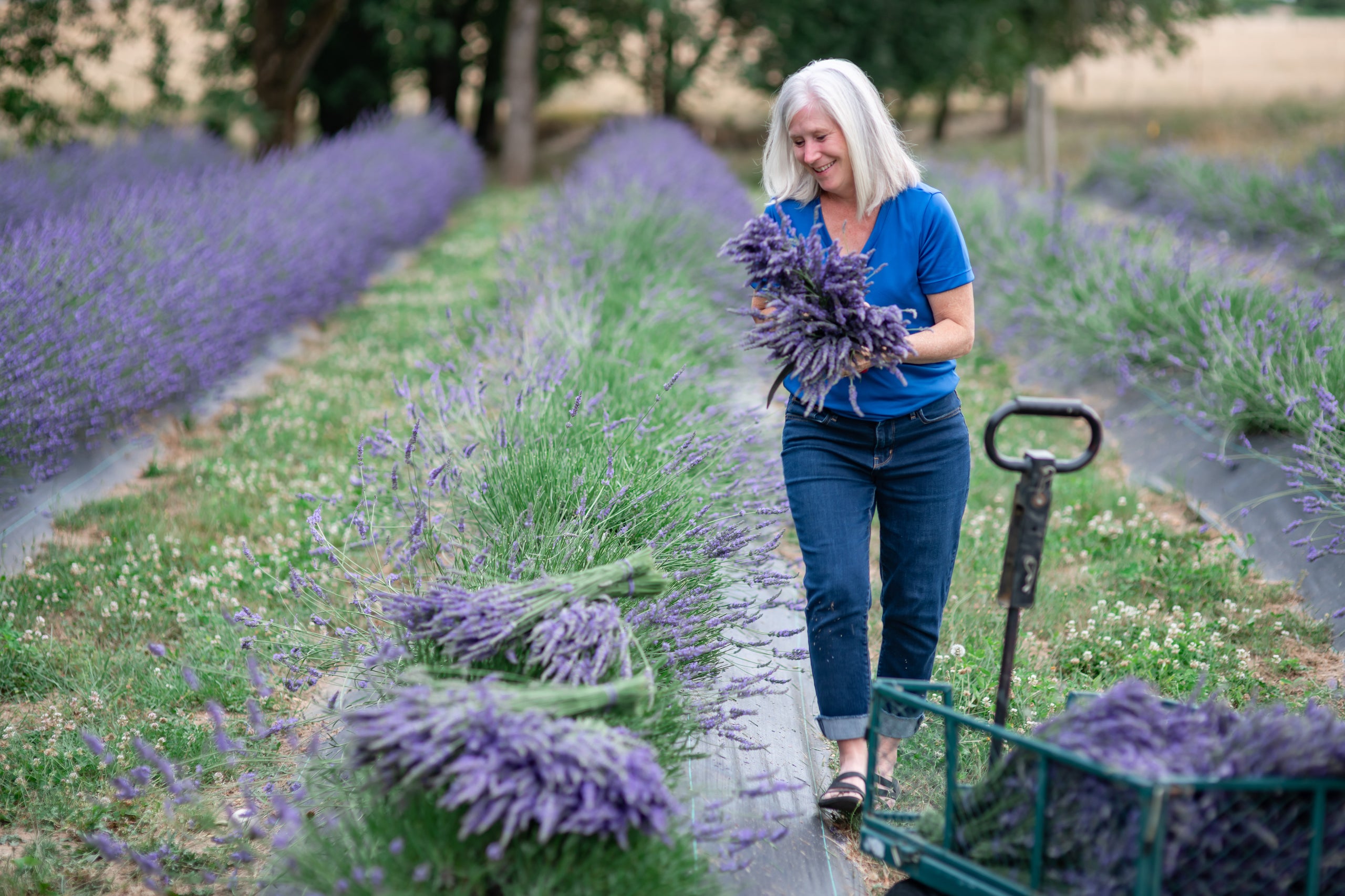 Great Lakes Lavender Farm Dried Lavender Bundle
